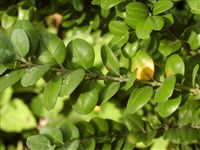 Rotundifolia [Род самшит – Buxus L.]