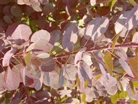 Royal Purple [Род скумпия – Cotinus Mill.]