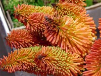 Royal Standart [Род книфофия (книпхофия, тритома) – Kniphofia Moench]