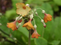 Rubra [Род примула (первоцвет) – Primula L.]