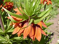 Rubra Maxima [Род фритиллярия (рябчик) – Fritillaria L.]
