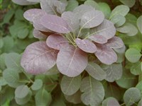 Rubrifolius [Род скумпия – Cotinus Mill.]