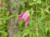 Ruby [Род клематис (ломонос, лозинка) – Clematis L.]