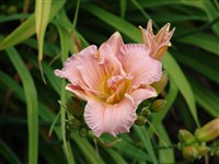 Sachet Double Pink [Род лилейник (гемерокаллис, красоднев) – Hemerocallis L.]