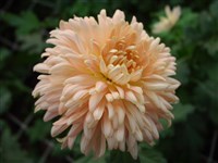 Salmon Margaret [Род дендрантема – Dendranthema (DC.) Desmoul]