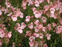 Salmon Miracle [Род диасция – Diascia Link et Otto]