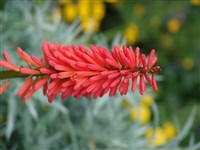 Samuel’s Sensation [Род книфофия (книпхофия, тритома) – Kniphofia Moench]