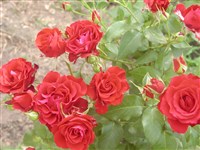Santana [Род роза (шиповник) – Rosa L.]
