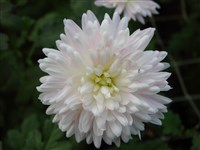 Sautdawn Pink [Род дендрантема – Dendranthema (DC.) Desmoul]