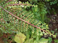 Saxatilis [Род кизильник – Cotoneaster Med.]