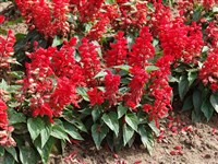 Scarlet Pygmy [Род шалфей (сальвия) – Salvia L.]