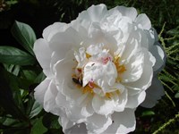 Schneewittchen [Род роза (шиповник) – Rosa L.]