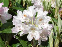 Schneewolke [Род рододендрон – Rhododendron L.]