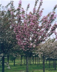 Sekiyama (Kanzan, Kwanzan, Purpurescens) [Род вишня – Cerasus Mill.]