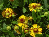 Septemberzonne [Род гелениум – Helenium L.]