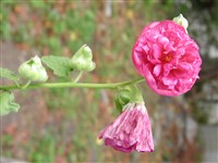 Shater’s Double Hybrids [Род шток-роза (проскурняк) – Alcea L.]