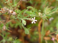 Shelly Pink [Род смолёвка – Silene L.]