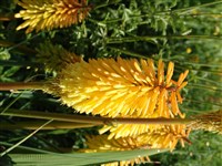 Shining Sceptre [Род книфофия (книпхофия, тритома) – Kniphofia Moench]