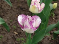 Shirley [Род тюльпан – Tulipa L.]