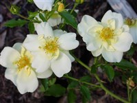 Shropshire Zass [Род роза (шиповник) – Rosa L.]
