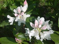 Siberwolke [Род рододендрон – Rhododendron L.]