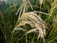 Silberfeder [Род мискантус – Miscanthus Anderss.]