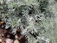 Silver Mound [Род полынь – Artemisia L.]