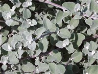 Silver Nanum [Род гелихризум (цмин, бессмертник) – Helichrysum Mill.]