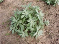 Silver Queen [Род полынь – Artemisia L.]