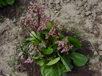 Silver Light (Silberlicht) [Род бадан – Bergenia Moench]