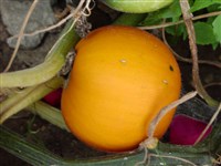 Small Orange [Род тыква – Cucurbita L.]