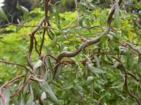 Snake [Род ива – Salix L.]