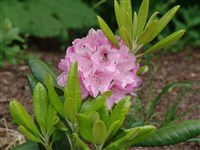 Sneezy [Род рододендрон – Rhododendron L.]
