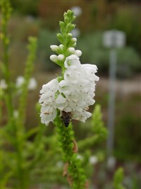 Snow Crown [Род физостегия (дудик) – Physostegia Bent.]