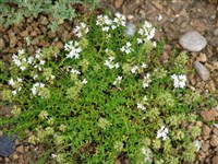 Snowdrift [Род тимьян (чабрец) – Thymus L.]