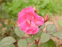Sommermarchen [Род роза (шиповник) – Rosa L.]