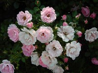 Sommerwind [Род роза (шиповник) – Rosa L.]