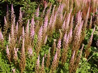 Spatsommer [Род астильба – Astilbe Buch.-Ham.]