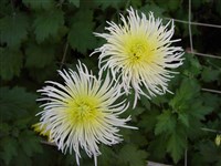 Spider White [Род дендрантема – Dendranthema (DC.) Desmoul]