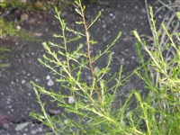 Spitzenschleer [Род спаржа (аспарагус) – Asparagus L.]