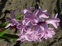 Splendid Cornelia [Род гиацинт – Hyacinthus L.]