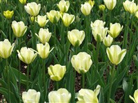 Spring Green [Род тюльпан – Tulipa L.]
