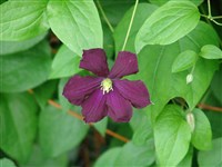 Star of India [Род клематис (ломонос, лозинка) – Clematis L.]