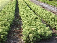 Stardust [Род хилотелефиум – Hylotelephium H.Ohba]