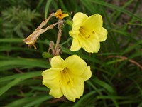 Stella d’Oro [Род лилейник (гемерокаллис, красоднев) – Hemerocallis L.]
