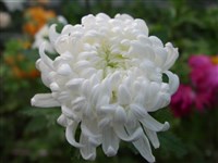 Sterling [Род дендрантема – Dendranthema (DC.) Desmoul]