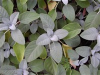 Sturnina [Род шалфей (сальвия) – Salvia L.]
