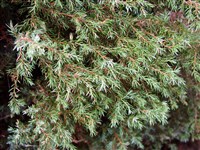 Suecica [Род можжевельник – Juniperus L.] (1)