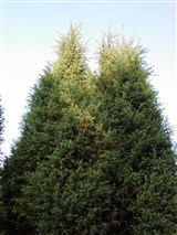 Suecica [Род можжевельник – Juniperus L.] (2)