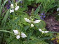 Summer Snow [Род физостегия (дудик) – Physostegia Bent.]